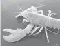  ?? Mike Billings ?? The ghost lobster had virtually no coloration due to a rare genetic condition.