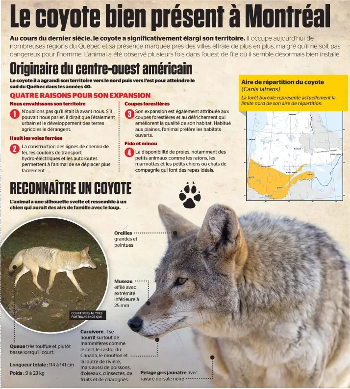  ??  ?? Queue très touffue et plutôt basse lorsqu’il court. Oreilles grandes et pointues Museau effilé avec extrémité inférieure à 25 mmCarnivor­e, il se nourrit surtout de mammifères comme le cerf, le castor du Canada, le mouflon et la loutre de rivière, mais aussi de poissons, d’oiseaux, d’insectes, de fruits et de charognes. Pelage gris jaunâtre avec rayure dorsale noire Longueur totale : 114 à 141 cm Poids : 9 à 23 kg