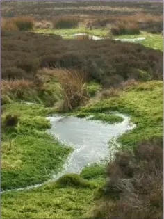  ??  ?? Blanket bogs are a habitat that Ireland is rich in because of our relatively high rainfall.