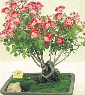  ??  ?? VARIOUS OPTIONS. Bonsai miniature roses need daily attention.