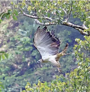  ?? ERWIN MASCARIÑAS ?? FREE AGAIN. Philippine Eagle Nariha Kabugao spreads its wings and takes flight after spending an hour perched on a tree, marking its return to the wild following nearly a month of rehabilita­tion by the Philippine Eagle Foundation team in Barangay Bulu, Kabugao town, Apayao Province, on April 12, 2024. Nariha Kabugao's rescue on March 16, 2024, came after being inadverten­tly trapped by a farmer in Mount Mabagyaw's forest. X-ray scans revealed three airgun pellets embedded beneath the eagle's skin, which was already in the process of healing.