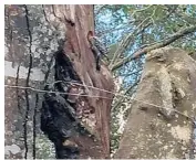  ?? CITY OF WINTER PARK ?? When a contractor’s crew was removing a dead laurel oak, they found baby red-bellied woodpecker­s.