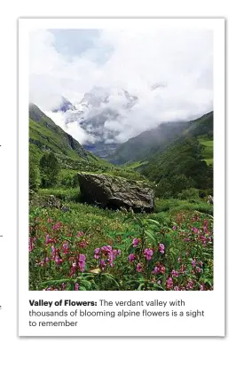  ??  ?? Valley of Flowers: The verdant valley with thousands of blooming alpine flowers is a sight to remember