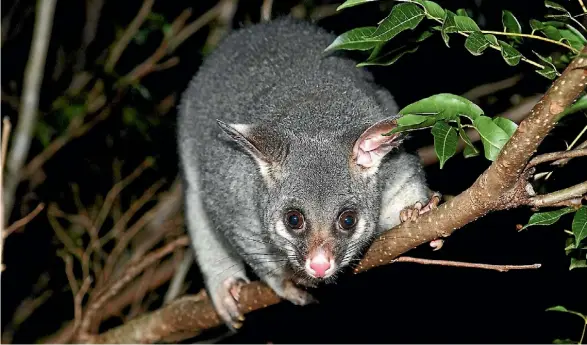  ?? SUPPLIED ?? Possums eradicatio­n could be ramped up – if the money was there, Hulse says.