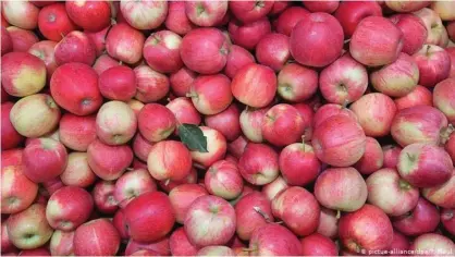  ??  ?? Germans ate on average 21 kilos of apples per person in 2017-2018