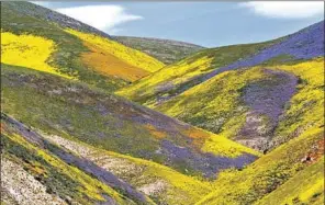  ?? Raul Roa Los Angeles Times ?? “superbloom” in April 2017. Wet winters cause the colorful growth.