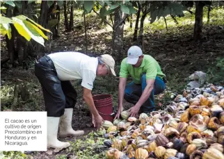  ?? FOTO cOrTesía apen. ?? El cacao es un cultivo de origen Precolombi­no en Honduras y en Nicaragua.