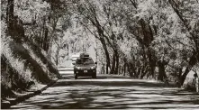  ?? Mark Boster / Tribune News Service ?? Road trips are popular this summer. Six Mile Road provides a scenic drive through a canopy of trees in Murphys, Calif.