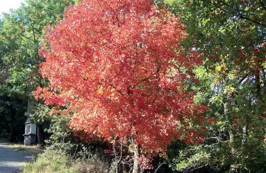  ??  ?? Stagioni
Un acero rosso per l’autunno (in foto un «Acer monsplessu­lanum») e a destra le bacche rosse e nere del lentisco