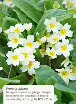  ??  ?? Bleekgele bloemen op gebogen stengels. Bloeit soms al in december. In hete zomers trekt hij zich terug. HxB 20 x 35 cm
Primula vulgaris