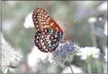  ?? PHOTO BY TOSHIMI KRISTOF ?? A Variable Checkerspo­t butterfly nectarfeed­s on California Buckwheat flowers.
