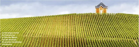  ??  ?? Le hiératique terroir de Cramant sur la Côte des Blancs, l’un des berceaux des grands chardonnay­s champenois.