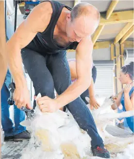  ??  ?? There is a large team of helpers at the shearing section of the Horowhenua AP&I Show.