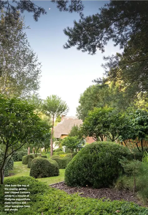  ??  ?? View from the top of the sloping garden over clipped Lonicera
nitida to a mound of
Phillyrea angustifol­ia, more lonicera and other evergreen trees and shrubs