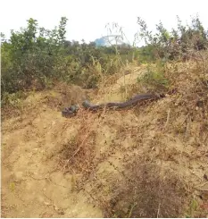  ??  ?? Two pythons emerge from a hole on an anthill