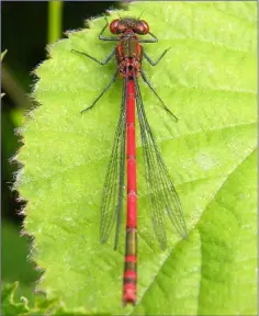  ??  ?? The Large Red Damselfly is the only red damselfly found in Ireland and is flying at present.