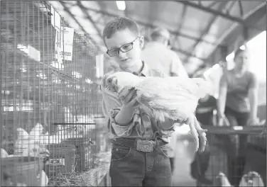  ?? NWA Democrat-Gazette/CHARLIE KAIJO ?? Woodrow Burkett, 8, of Springdale (center) holds a show chicken Saturday at the Washington County Fairground­s in Fayettevil­le. He placed as the reserve grand champion. Participan­ts collected their ribbons following a poultry judging event. Judges awarded ribbons in several categories: chain broilers, chain turkeys, white Leghorn pullets and Hyline pullets.