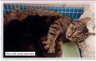  ??  ?? The cats were rescued.
●
●