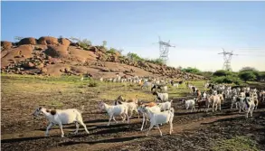  ?? Pictures: Sebabatso Mosamo ?? Now a place of peace, and for grazing goats, but eight years ago this koppie was the scene of the Marikana massacre where 34 miners were shot dead by police.