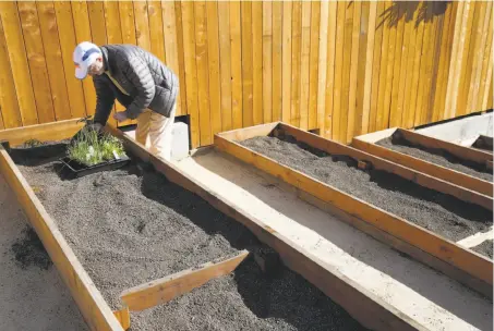  ??  ?? Steve Wasserman is the first of the 60 urban farmers to put plants in the soil at the grand opening of the garden, the city’s 40th.