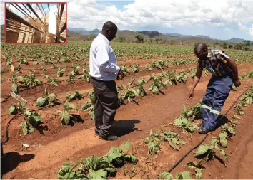  ??  ?? Magamba Training Centre officials inspect the tobacco crop which was destroyed by hailstones on Monday. INSET: One of the tobacco barns whose roof was blown off.