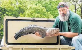  ?? PHOTO COURTESY OF DUTCH BALDWIN ?? Dutch Baldwin shot his record 18.42-pound northern snakehead May 20. While the DNR encourages sportsmen to kill the invasive species, some anglers say bow fishermen such as Baldwin should have separate record categories. More pictures at...