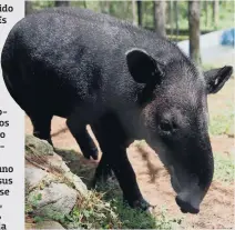  ??  ?? Bruno era un bebé tapir cuando fue rescatado el 29 de diciembre de 2000. Desde entonces vive en el zoológico y mantiene una dieta envidiable, come muchas frutas y verduras.