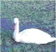  ?? FOTO: WILDTIERHI­LFE BW ?? Hier lebt der Schwan noch. Auf einem Acker nahe dem Badesee in Ludwigsfel­d wurde er gefunden, dann von der Polizei erlegt.