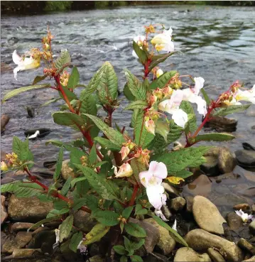  ??  ?? The Himalyan Balsam may look pretty but it is a very invasive and dangerous plant to the ecosystem.