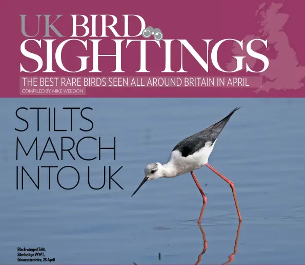  ?? COMPILED BY: MIKE WEEDON ?? Black-winged Stilt, Slimbridge WWT, Gloucester­shire, 23 April