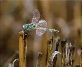  ??  ?? 1- L’abondance d’épeires fasciées témoigne d’une bonne densité de gros insectes. 2- Le couvert mellifère semé à la volée concentre une forte variété et densité d’insectes.