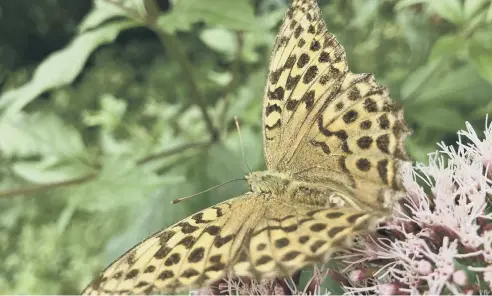  ?? ?? Carl Woolnough sent in this snap of a small pearl-bordered fritillary – share your own photos, email ws.letters@jpimedia.co.uk