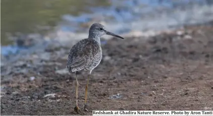  ??  ?? Redshank at Għadira Nature Reserve. Photo by Aron Tanti