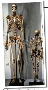  ?? ?? Controvers­y: Charles Byrne’s skeleton on on display at the Hunterian Museum um