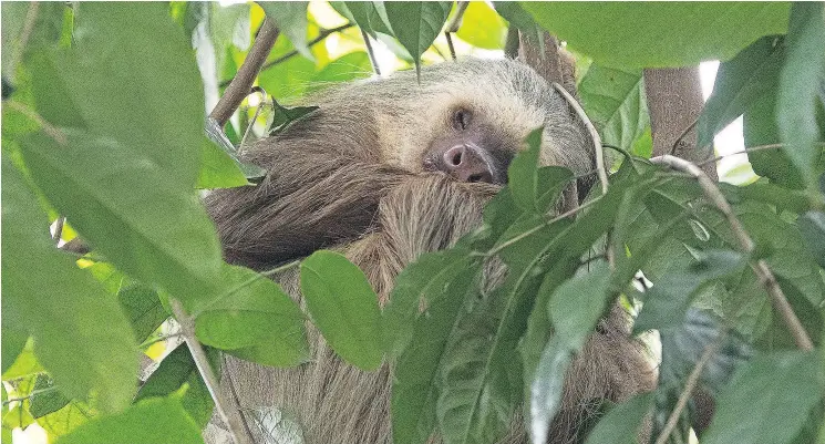  ?? — GETTY IMAGES FILES ?? A sleeping sloth in a rainforest tree. There are several Costa Rican tours you can take to witness these exotic creatures for yourself.