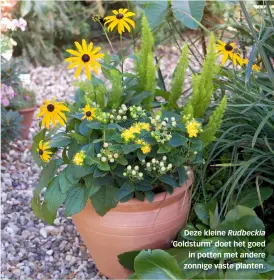  ??  ?? Deze kleine Rudbeckia ‘ Goldsturm’ doet het goed
in potten met andere zonnige vaste planten.