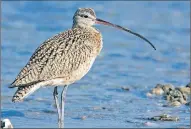  ??  ?? Hopes have been raised over curlew numbers.