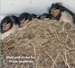  ?? ?? Mud and straw for these swallows