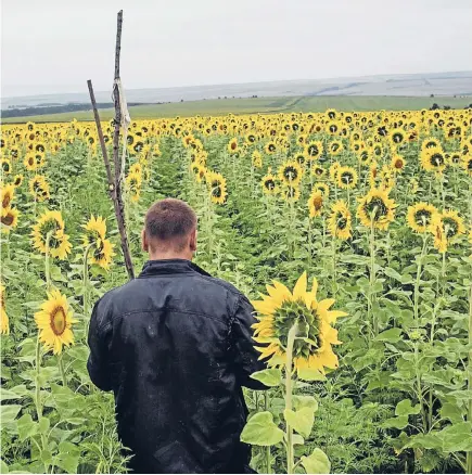  ?? Getty Images ?? Field of debris: These bright sunflowers hide human remains, remnants of the aircraft and, maybe, the flight recorders.