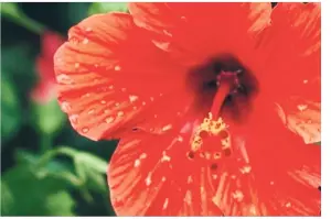  ??  ?? The hibiscus is used to relieve a variety of mild medical conditions and in some instances its flowers and leaves are used as ingredient­s in beauty products. — Kiehl’s