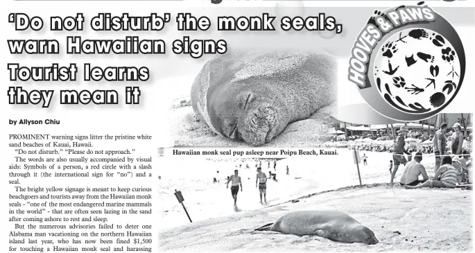  ??  ?? Hawaiian monk seal pup asleep near Poipu Beach, Kauai. Monk seal at Poipu Beach on Kauai. – Photos by Carrie Barbash