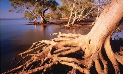  ?? Photograph: Auscape/Universal Images Group via Getty Images ?? Grey mangrove in the estuarine wetland in the Moreton Bay marine park and Ramsar wetland. Walker Corporatio­n wants to build more than 3,000 units on top of about 40ha of the protected site.