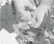  ?? Andrew DeMillo / Associated Press file ?? Farmer Reed Storey shows the damage to one of his soybean plants in Marvell, Ark. Storey said half of his soybean crop has shown damage from dicamba.