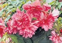  ?? COURTESY PROVEN WINNERS/TRIBUNE NEWS SERVICE ?? Funky Pink begonias are vigorous and beautiful.