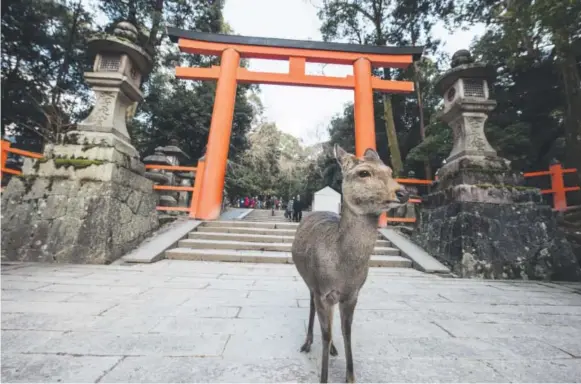  ?? Takahiro Bessho, Special to The Washington Post ?? Deer are recognized as the messenger of gods, so they walk everywhere at the Kasuga-shrine in Nara, Japan.