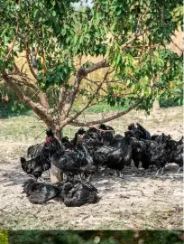  ??  ?? Nella foto sotto, le galline di Polverara allevate nella Masseria di Polverara (PD) da Antonio Trivellato (nella foto più in basso).