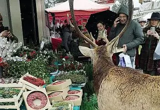  ?? ?? Al mercato Il cervo Isaia era diventato una sorta di mascotte per Cortina, stava tra la gente