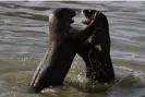  ?? Photograph: Suhaimi Abdullah/ NurPhoto/Rex/Shuttersto­ck ?? A pair of smooth-coated otters mate aggressive­ly at Singapore’s Kallang Riverside Park.