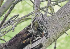  ??  ?? The kejri tree attracts the bird, which uses its long curved beak to forage for insects.