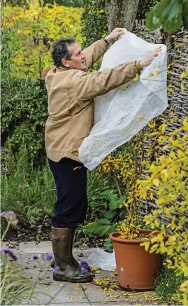  ?? ?? Wrapping semi-tender shrubs with fleece protects them from the cold